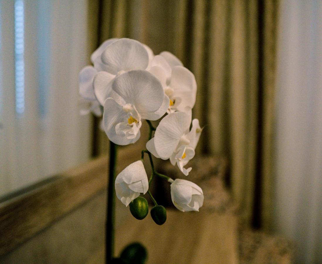 Apartment Luxury White Violeta